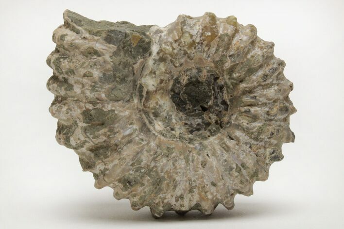 Bumpy Ammonite (Douvilleiceras) Fossil - Madagascar #205026